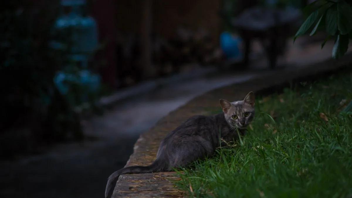 Chat dans un jardin la nuit
